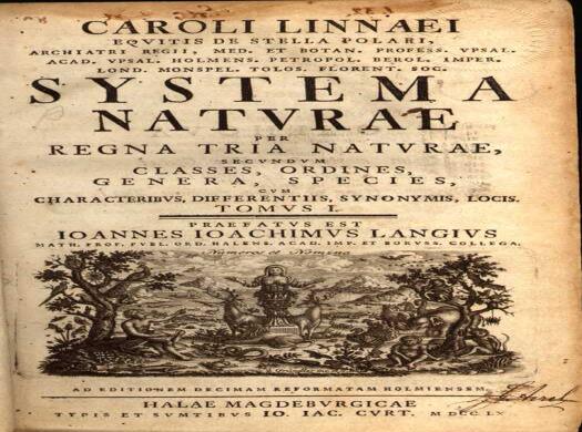 Pai da Taxonomia. Em 1735, o botânico e médico sueco Lineu lançou o livro Systema Naturae com os princípios básicos da classificação biológica.
