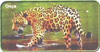 Leão: nome científico = Panthera leo Onça: nome científico = Panthera onça Panthera onça Nome do gênero