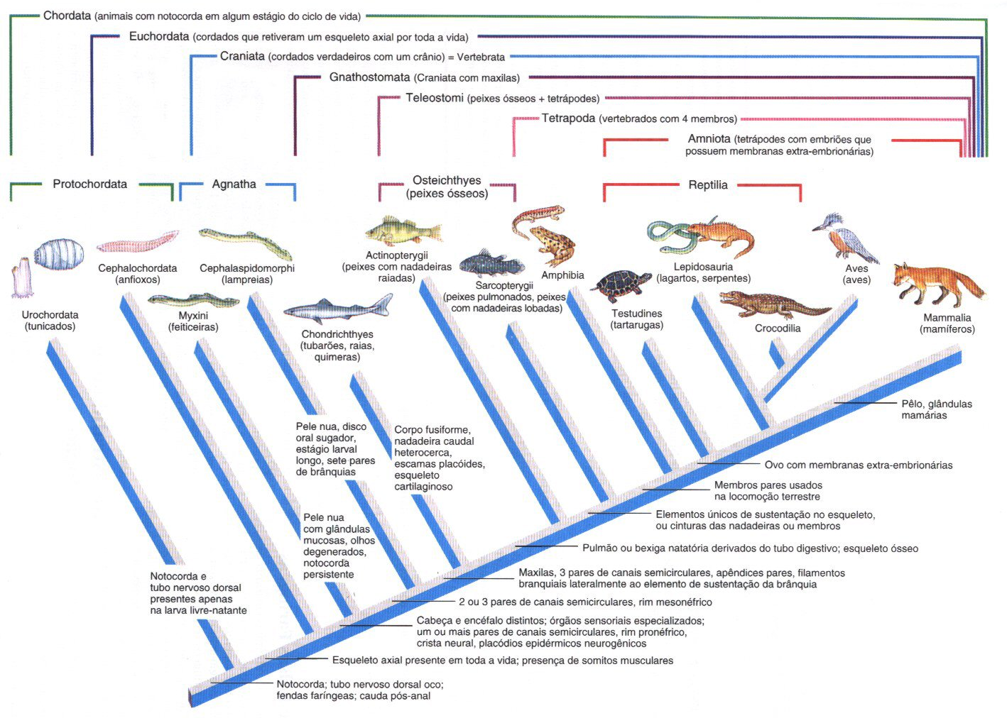 2 FUNDAMENTOS Taxionomia ou zoologia sistemática Divisões: a) classificação - arranjo dos tipos de animais em uma hierarquia; b) nomenclatura - procedimento de dar nomes aos tipos e grupos de animais