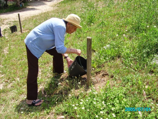 junho 2015) Plantação em Oliveira de Azeméis (12 março 2014) Controlo de Acacia melanoxylon em S. J.