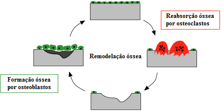 1.1.2. Remodelação óssea Como já foi referido, o osso é um tecido dinâmico, que está constantemente a ser remodelado, mesmo depois do crescimento do esqueleto estar completo [4].