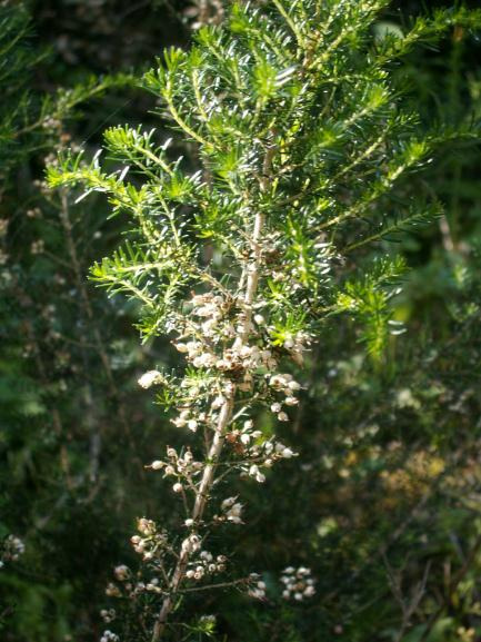 Plantas / Arbustos