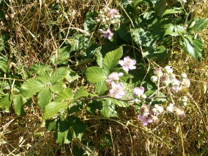 Sambucus nigra Urze branca