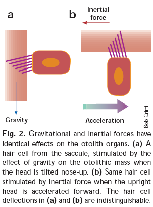 As máculas acústicas Quando a cabeça sofre aceleração linear o labirinto membranoso move-se conjuntamente com esta