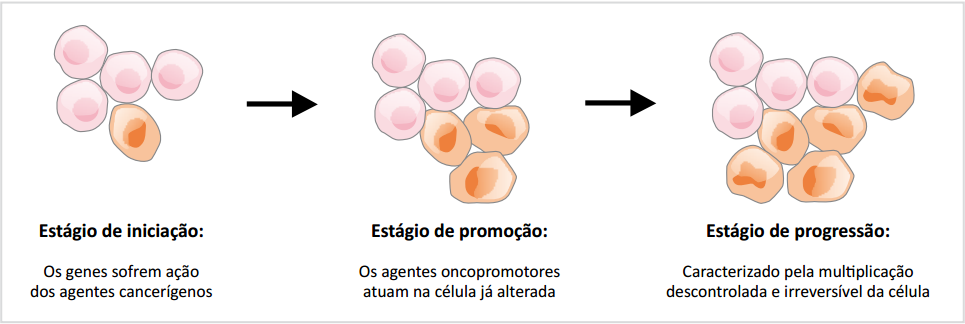 2.2 Como surge o câncer 9 Estágio de promoção, quando os agentes oncopromotores atuam na célula já alterada.