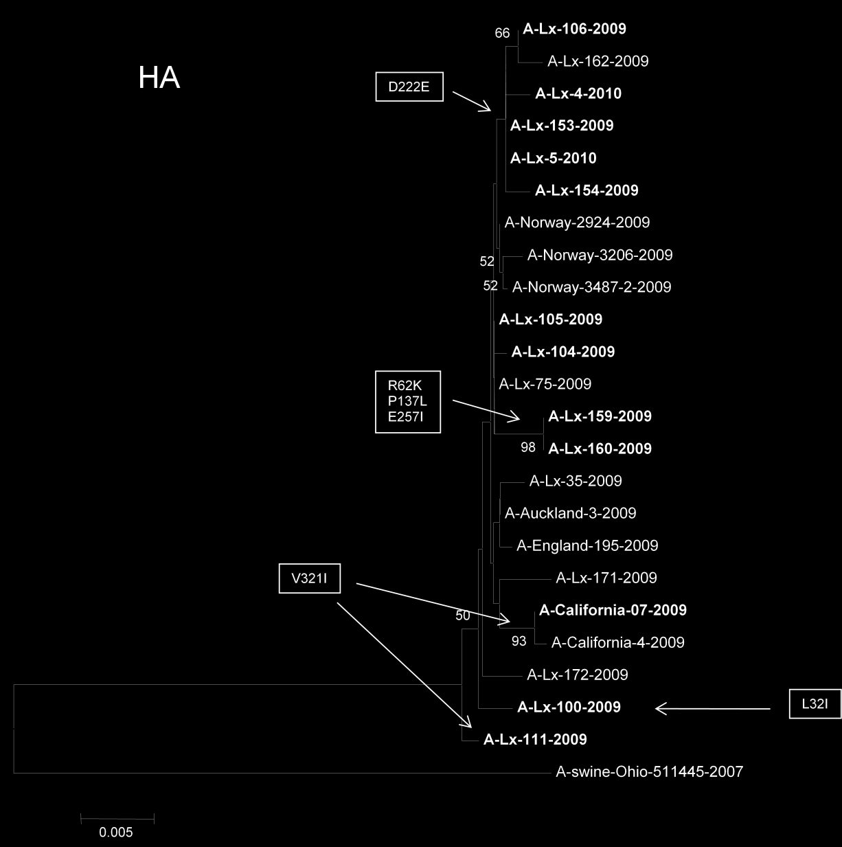 Figura 7 Árvore filogenética das estirpes pandémicas de vírus Influenza A(H1N1)2009 com base na sequência nucleotídica codificante da subunidade HA1 da hemaglutinina.