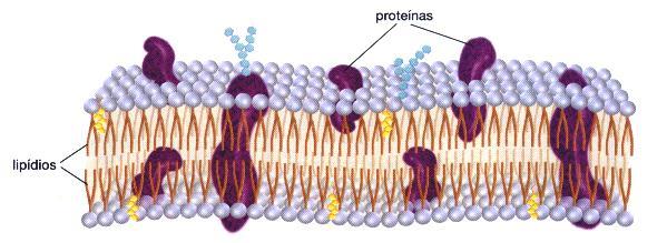 MOSAICO FLUÍDO Hidrofílica = afinidade com a água Hidrofóbica = rejeição a