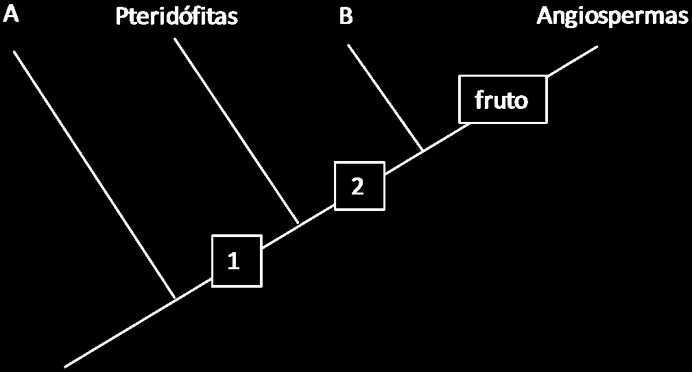 b) semente; vasos condutores; flor e fruto. c) vasos condutores; semente; flor e fruto. d) semente; flor e fruto; vasos condutores.