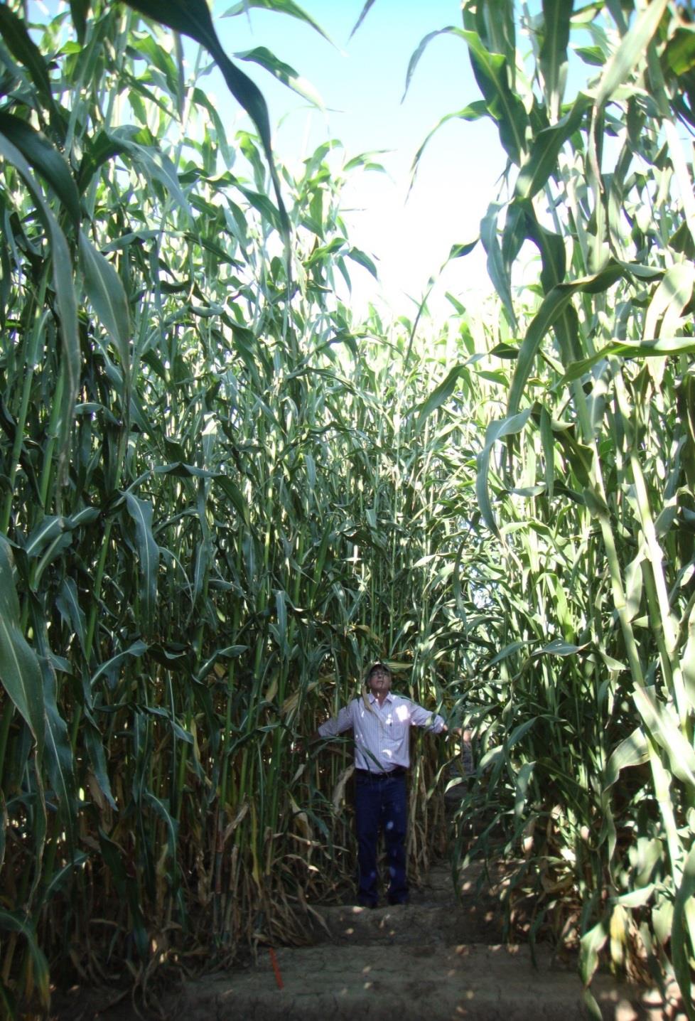 sorgo biomassa Alta eficiência no aproveitamento de luz, calor, água e transformação em biomassa.