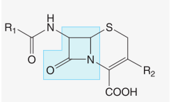 De um modo geral a escolha inicial do(s) antibiótico(s) é feita de uma forma empírica, tendo como base a incidência bacteriana provável de acordo com a idade e eventualmente outras características do