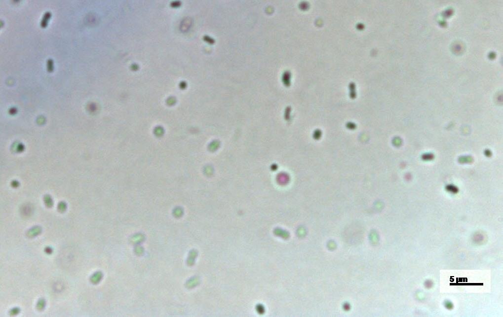 Cianobactérias possuem a capacidade de biotransformação de elementos tóxicos Produção de arseno-açúcares, formas metiladas como mono e