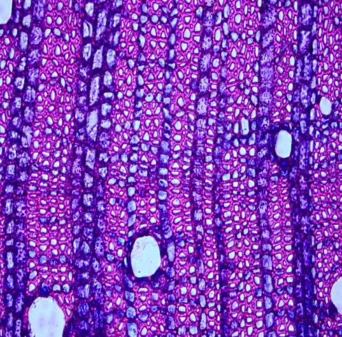 Microscopia de campo claro - safranina O/ astrablau A C B D Figura C A coloração violeta indica o predomínio de unidades siringilas (astrablau