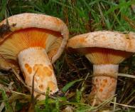 Estas são as espécies mais utilizadas na produção de cogumelos por micorrização em Portugal.