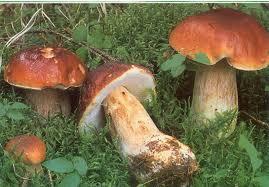 Boleto (Boletus edulis) O Boletus é um fungo micorrízico e, por tal, vive associado a raízes de certas árvores adultas, tais como castanheiros, carvalhos, pinheiros, sobreiros, faias, entre outras.