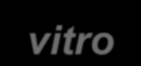 Estágios de Fornecimento: In vitro