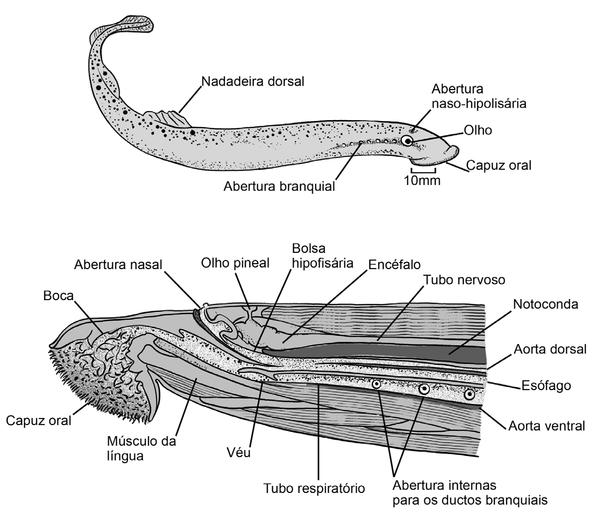 38 Licenciatura em Ciências USP/Univesp Petromyzontiformes São conhecidas cerca de 40 espécies atuais de lampreias, a maioria marinha na fase adulta, migrando, porém, para a água doce para reprodução