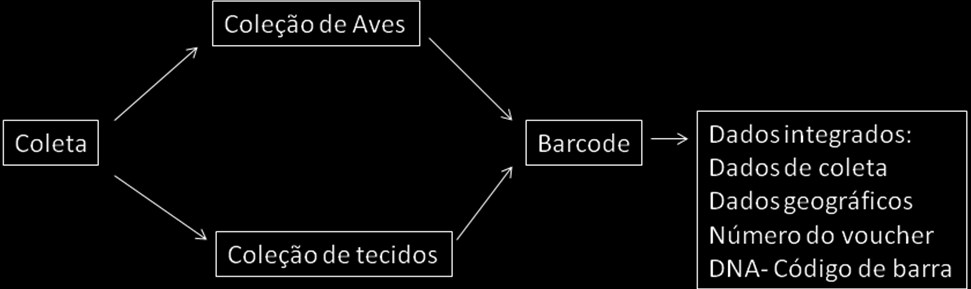 45 O BOLD usa o sistema Hidden-Markov Model baseado em um modelo probabilístico para alinhar sequências parecidas em um grande banco de dados (EDDY, 1998 RATNASINGHAM e HEBERT 2007).