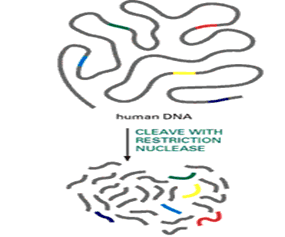 Construção de bibliotecas DNA genomico mrna sequencias expressas Fragmentar aleatoriamente (enzimas restrição reduz representatividade) Mecanicamente