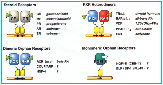 18 Figura 1: Classificação dos receptores nucleares, demonstrando quatro categorias relacionadas com a dimerização e o modo de ligação com DNA e com o ligante.