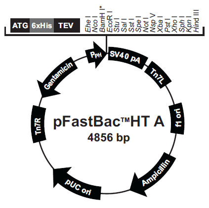 36 O pfastbacht A é um vetor que foi utilizado no sistema Bac to Bac de expressão (Invitrogen, Life Technologies, Carlsbad, CA, USA) em baculovírus.
