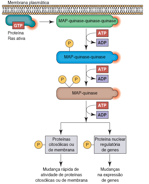 25 Figura 1 Papel da cascata de MAP quinase durante transdução de sinal intracelular pelo receptor tirosina quinase ativado. Redesenhado com base em figura de Alberts, B., et al.