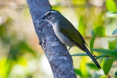 Simpósio 4: O SNUC e a proteção da fauna silvestre