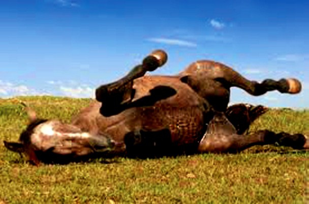 Figura 6- Posição típica de cavalo com cólica. Adaptado de http://vendadecavalosarabes.blogspot.com/2010/11/colica-equina-colica-equina-e-uma.html- 2.2.1.5.