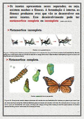 (K) Figura 12. Apresentação da aula teórica: dividida em pequenos resumos a respeito à morfologia dos insetos.