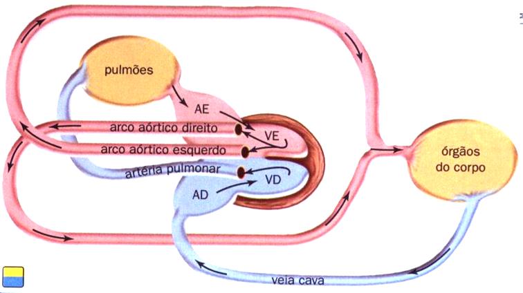 Nos crocodilianos, entretanto, existem quatro câmaras de forma que o sangue venoso e arterial nunca se misturam.