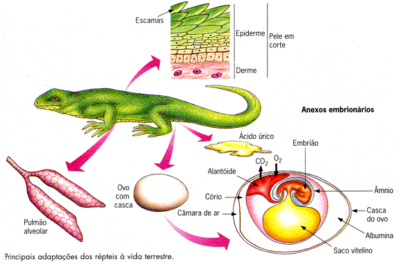 107 O sistema digestório é bastante semelhante ao dos anfíbios. A maioria é carnívora, mas há representantes herbívoros. A circulação é dupla e incompleta, exceto nos crocodilianos.