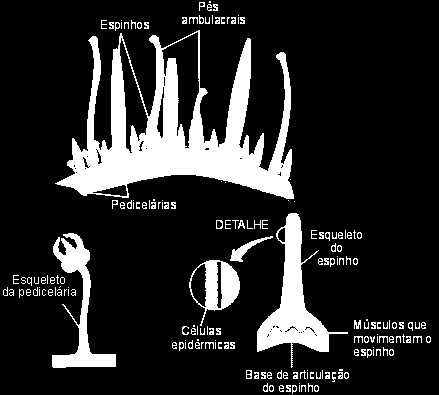 Possuem também estruturas denominadas pedicelárias que funcionam como pinças retirando materiais estranhos que estejam no corpo do animal, ajudando na captura de presas nas espécies carnívoras ou