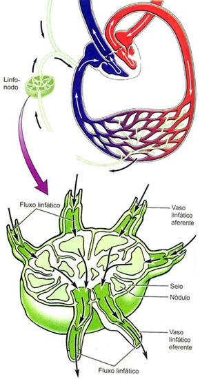 Linfáticos aferentes Seio subcapsular