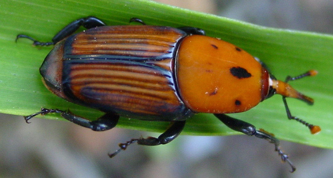 Escaravelh da palmeira (Rhynchphrus ferrugineus Olivier). Aspects gerais relacinads cm seu cmbate.