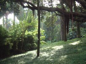 JARDIM BOTÂNICO DE LISBOA A evolução no