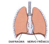 Cada bronquíolo termina em pequenas bolsas formadas por células epiteliais achatadas recobertas por capilares sanguíneos, denominadas alvéolos pulmonares (300 milhões).