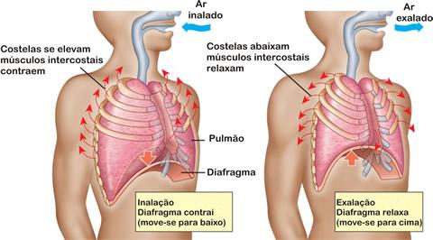 Mecânica respiratória Efeito de massas