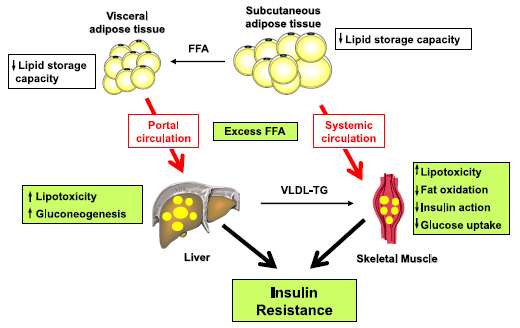 insulina lipotoxicidade - (Galgani et al.