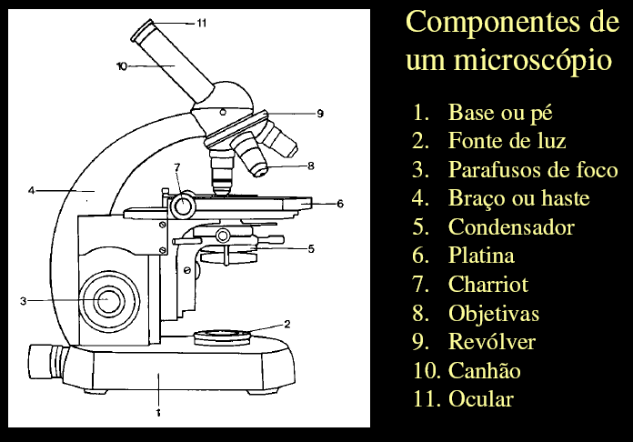 Sinônimos para o microscópio óptico: Microscópio Comum