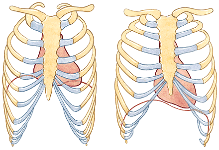 Sistema Circulatório O coração Localização: O coração está situado na cavidade torácica, entre a 2ª e 5ª costelas, entre os pulmões, com 2/3 para a esquerda, ápice para