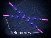 CÉLULAS SATÉLITES Idade avançada, atrofia por imobilização e descondicionamento, distrofias musculares (Duchenne). Nº e potencial proliferativo das céls. satélites diminuem.