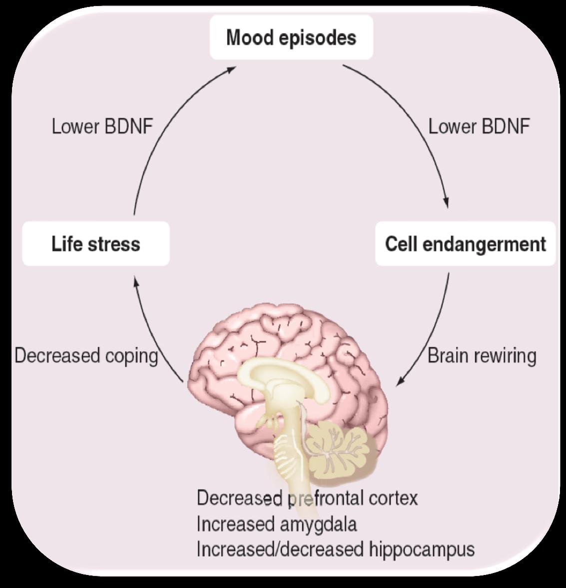 Ciclo Neurobiológico Transtorno Bipolar Episódios de