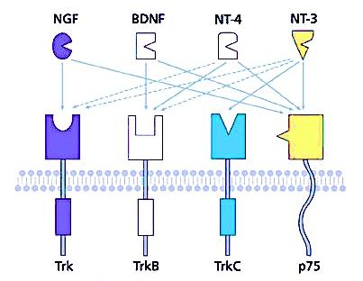 Neurotrofinas e