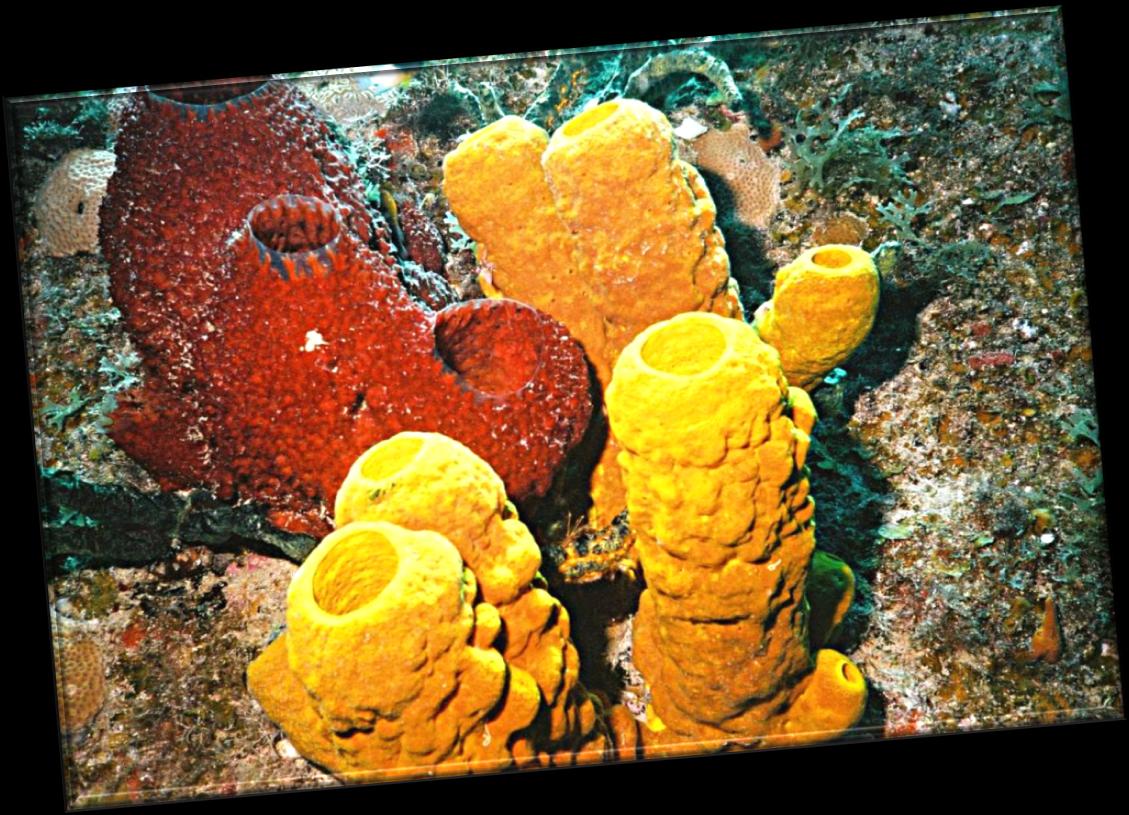 PORIFERA