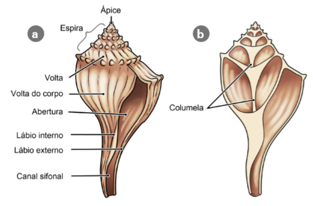 Figura 7. Morfologia e mecanismo de abertura e fechamento das valvas de um bivalve. a. Vista externa da valva esquerda. b. Vista interna da valva direita. c.