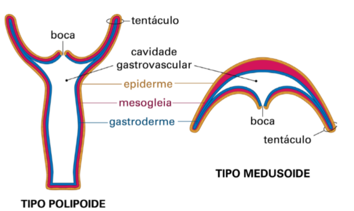 Figura 5. Esquema comparativo do corpo de um pólipo e de uma medusa, em corte longitudinal. / Fonte: modificado de Hickman et al.