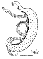 (endoparasitas) Schistosoma