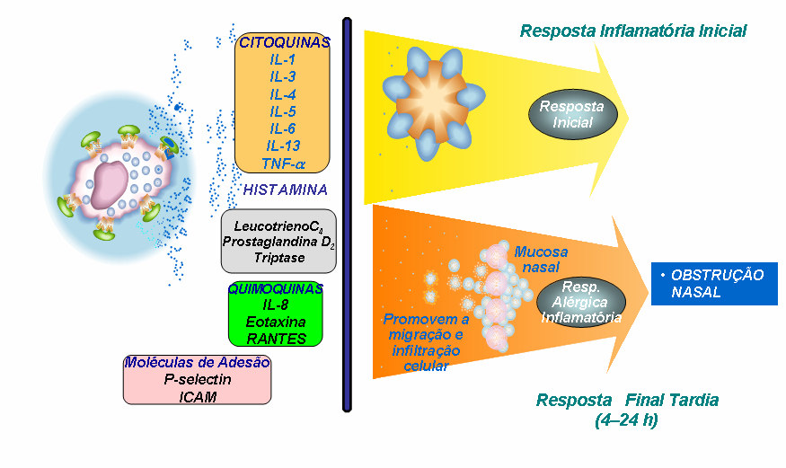 Espirros Prurido nasal/oular Rinorreia Congestão Nasal Tanto a resposta inflamatória inicial como, principalmente, a resposta tardia podem levar ao desenvolvimento de complicações tardias como as