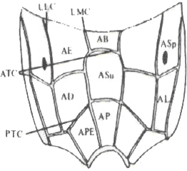 30 LLC LMC AE AB Asp ATC ASp AD AL AP PTC APE Figura 9. Terminologia das estruturas de Ichneumonidae modificado de GAULD (1991): 10, propódeo vista dorsal.