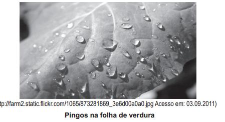 0. Nas plantações de verduras, em momentos de grande insolação, não é conveniente molhar as folhas, pois elas podem queimar a não ser que se faça uma irrigação contínua.