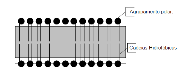 29 Os fatores indiretos são relacionados ao sistema biológico: a) Absorção; b) Transporte; c) Metabolização; d) Excreção.